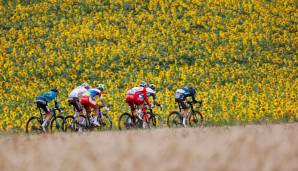 Derzeit fahren die Sportler an großen Sonnenblumen-Feldern vorbei.