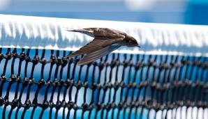 Mehr Tierwelt auf den Tenniscourts - das wär doch was